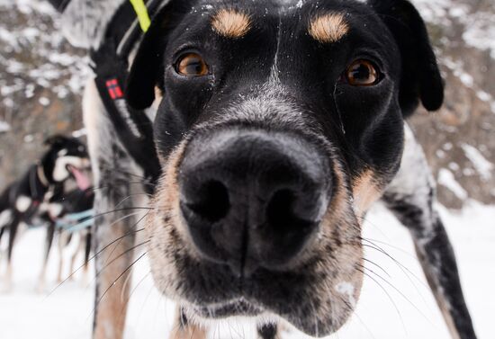Russia Sled Dog Race