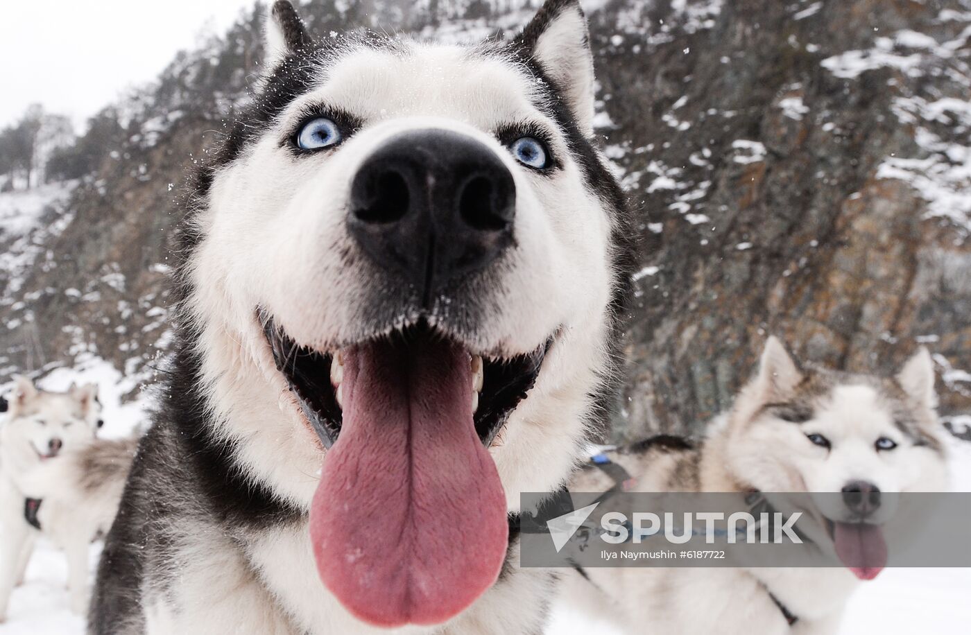 Russia Sled Dog Race