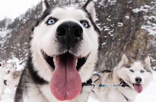 Russia Sled Dog Race