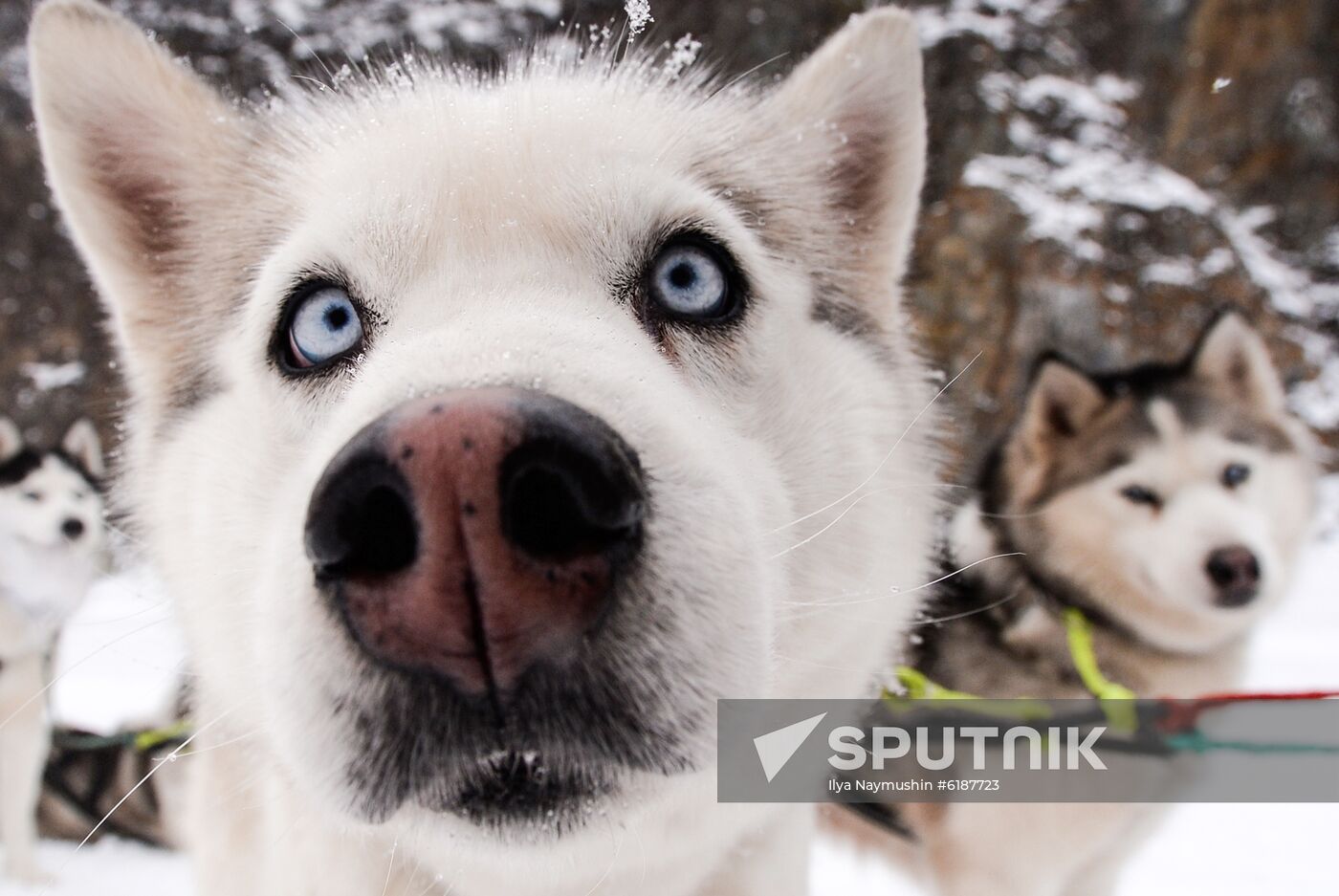 Russia Sled Dog Race
