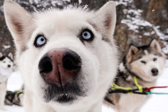Russia Sled Dog Race