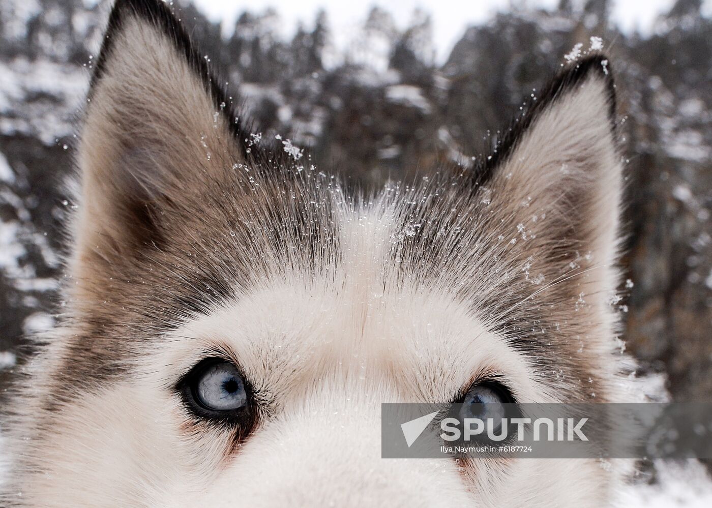 Russia Sled Dog Race