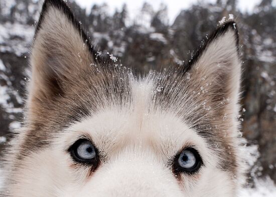 Russia Sled Dog Race