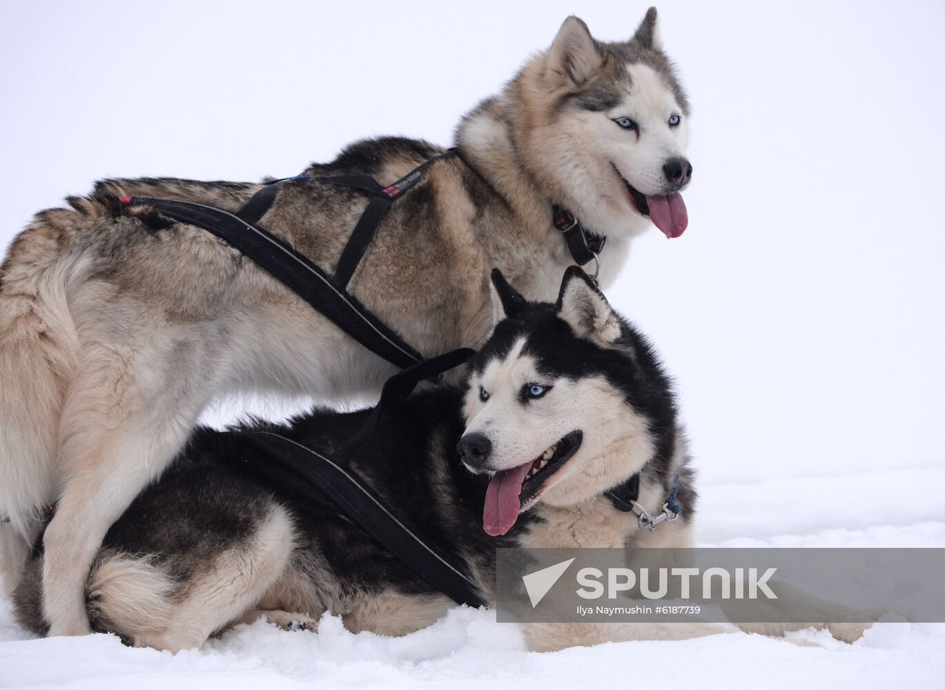 Russia Sled Dog Race