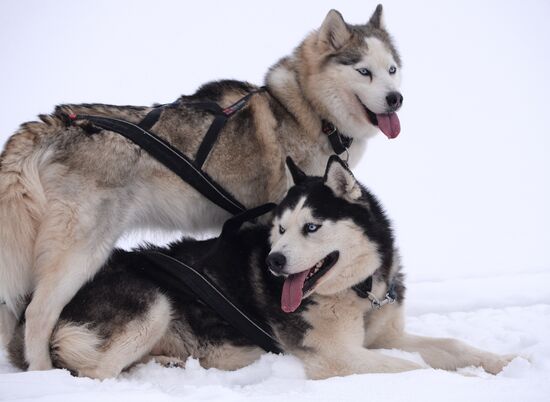 Russia Sled Dog Race