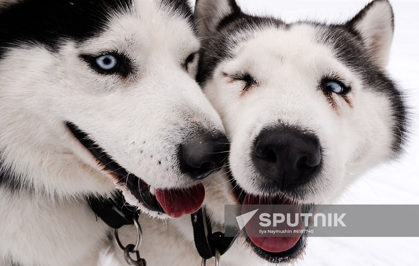 Russia Sled Dog Race