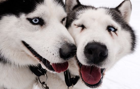 Russia Sled Dog Race