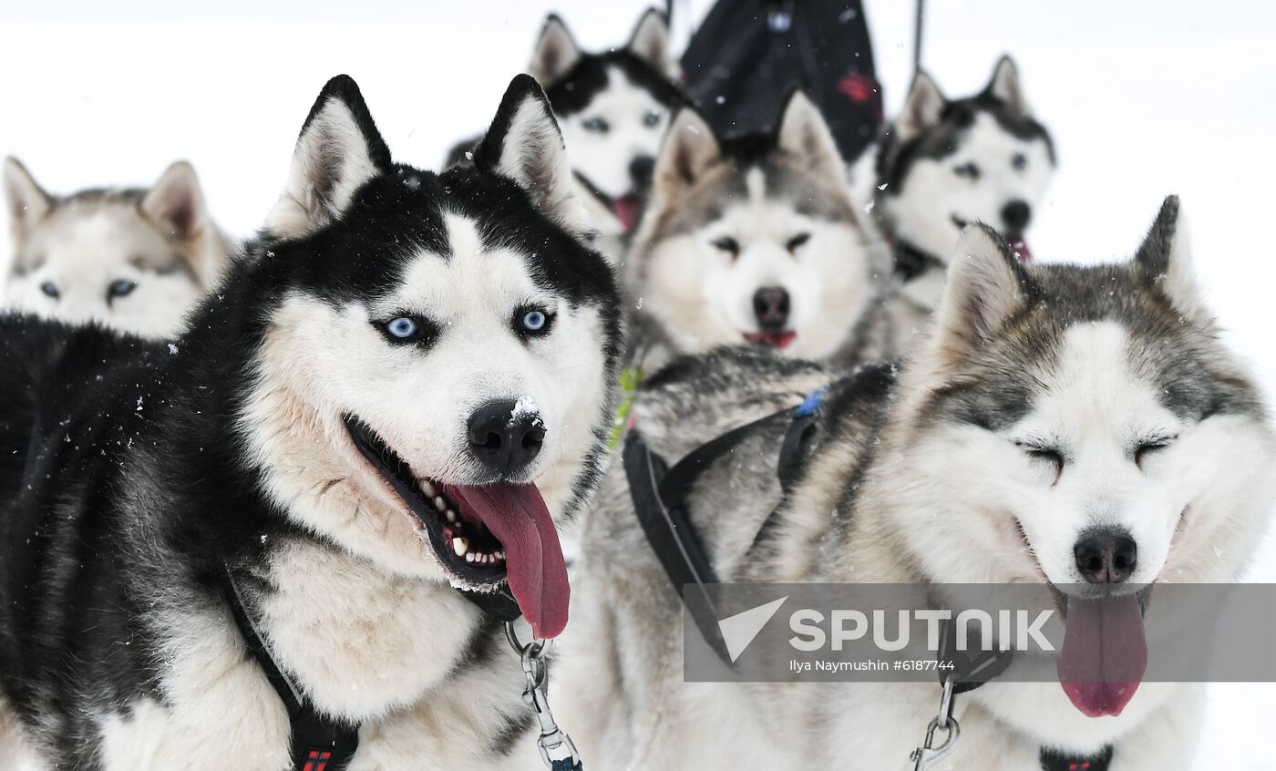 Russia Sled Dog Race