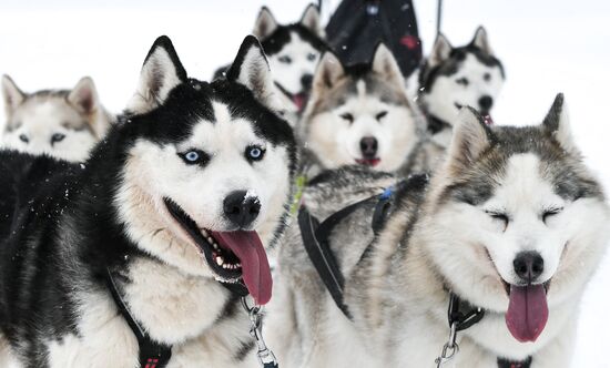Russia Sled Dog Race