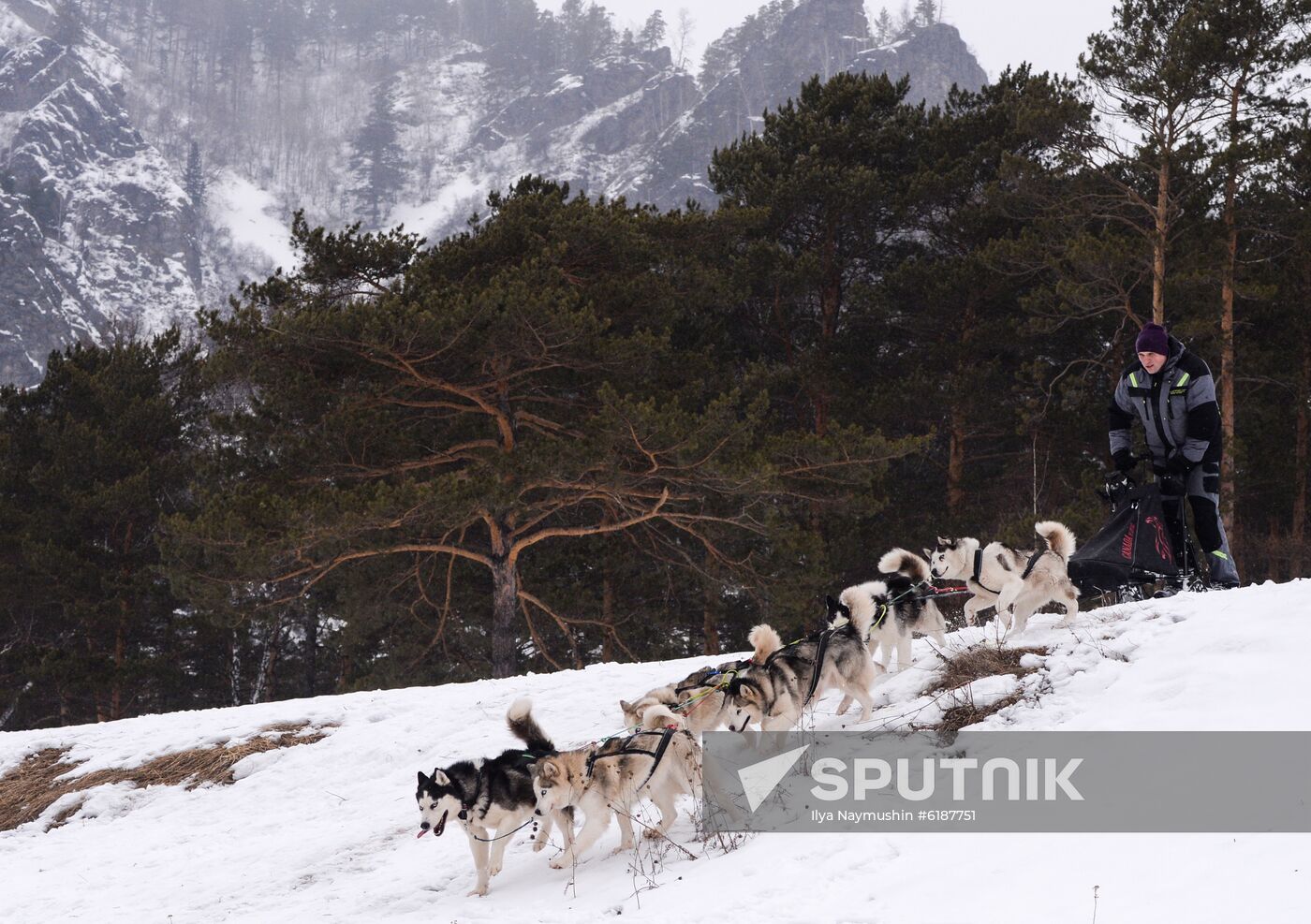 Russia Sled Dog Race