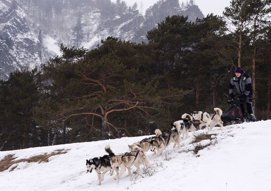Russia Sled Dog Race