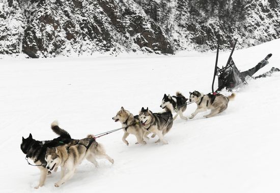 Russia Sled Dog Race