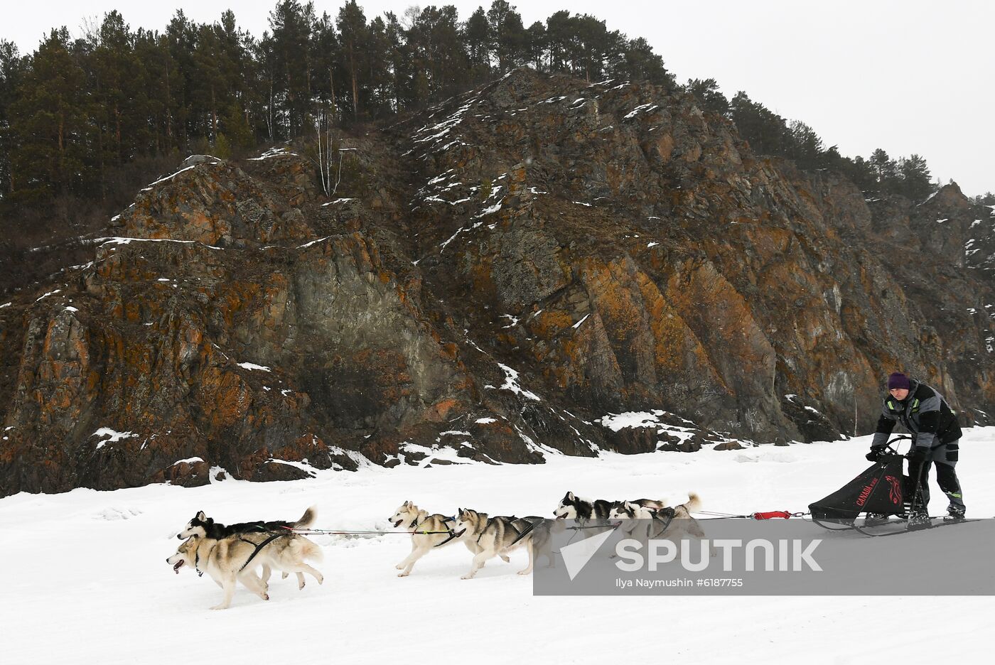 Russia Sled Dog Race