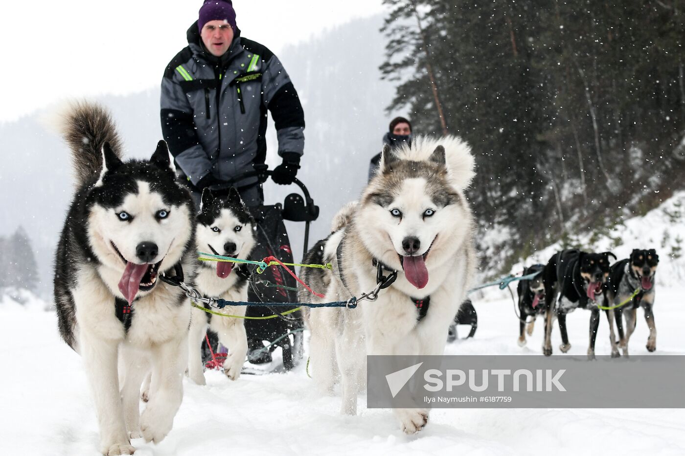 Russia Sled Dog Race