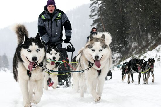 Russia Sled Dog Race