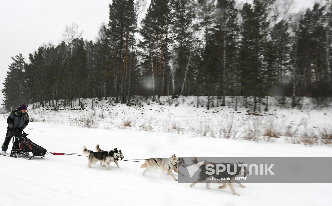 Russia Sled Dog Race