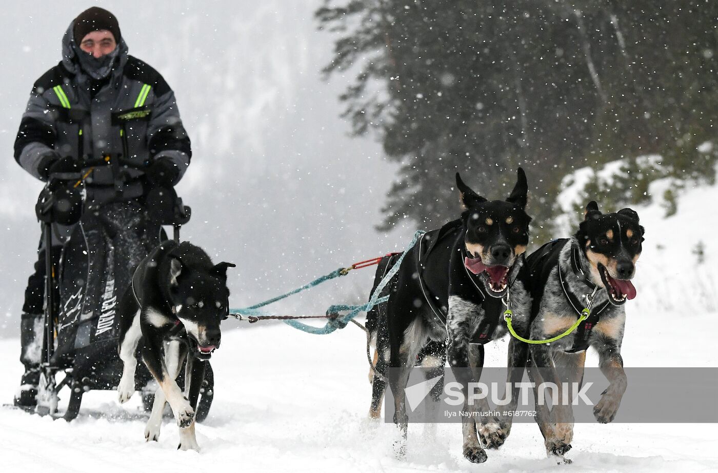 Russia Sled Dog Race