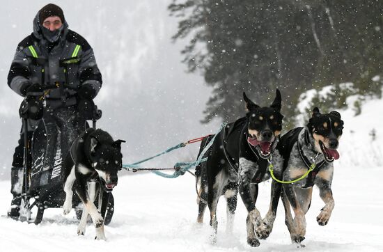 Russia Sled Dog Race