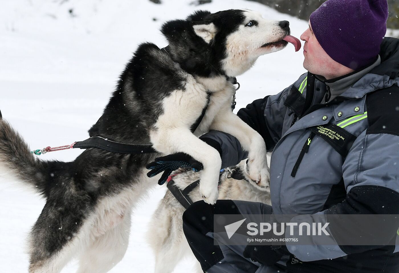 Russia Sled Dog Race