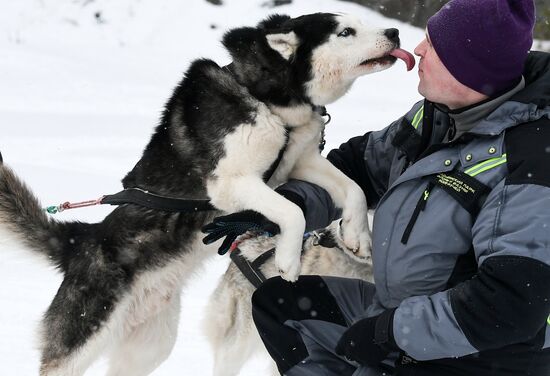 Russia Sled Dog Race