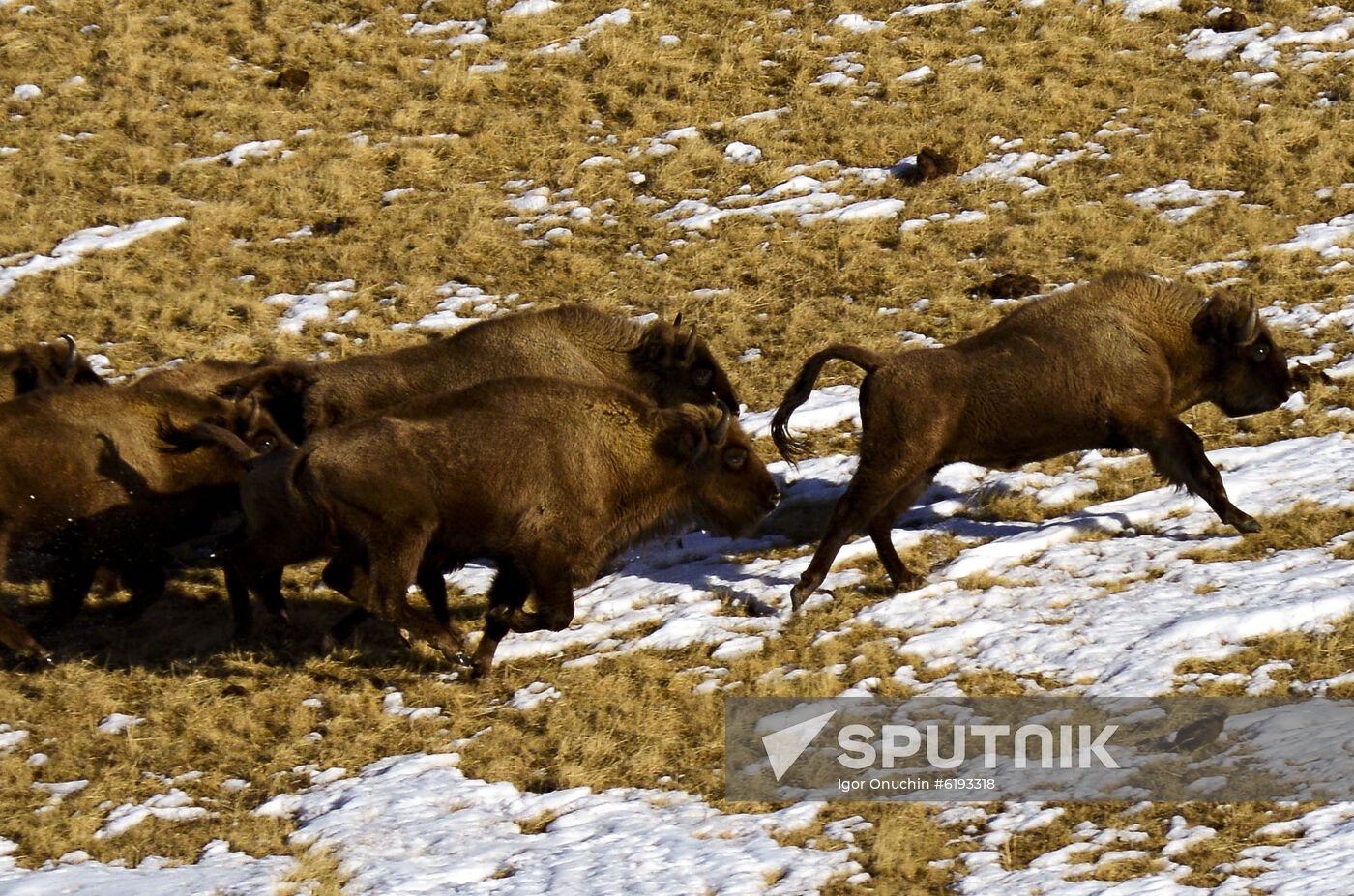 Russia Caucasus Reserve Bison