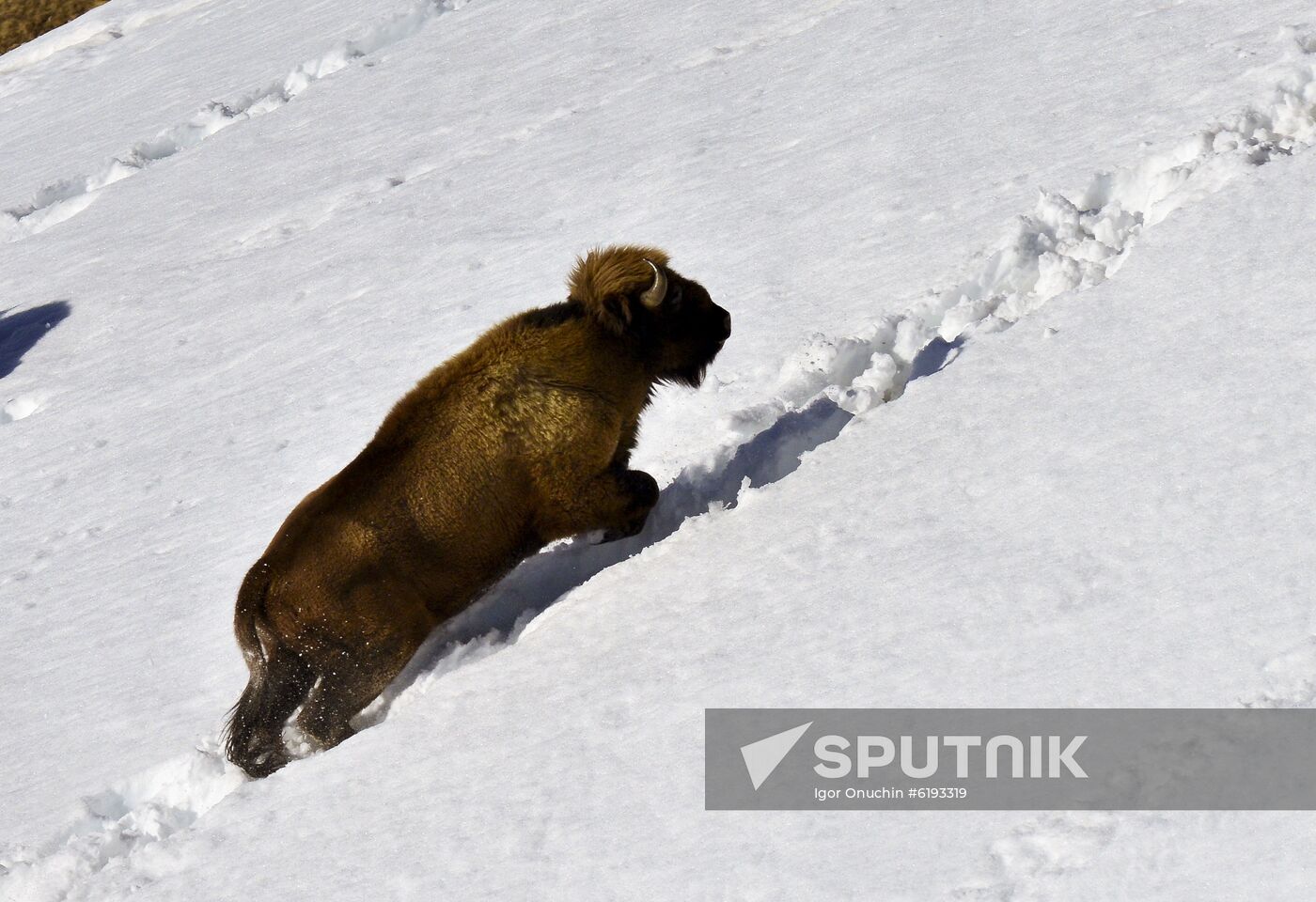 Russia Caucasus Reserve Bison