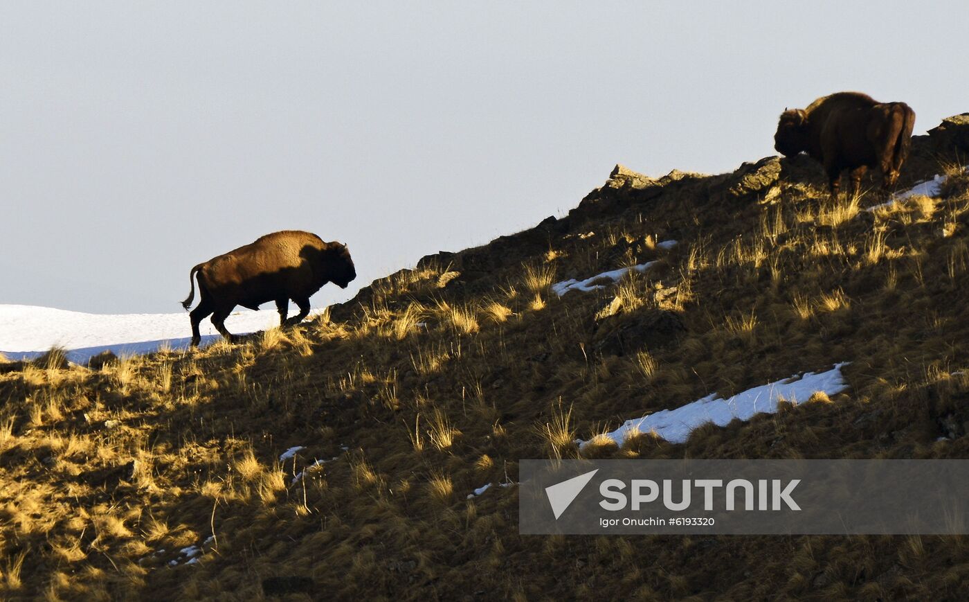 Russia Caucasus Reserve Bison