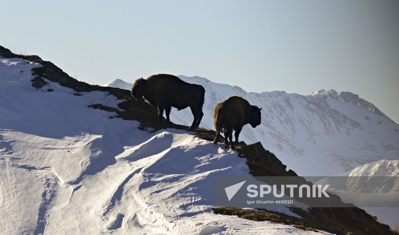 Russia Caucasus Reserve Bison