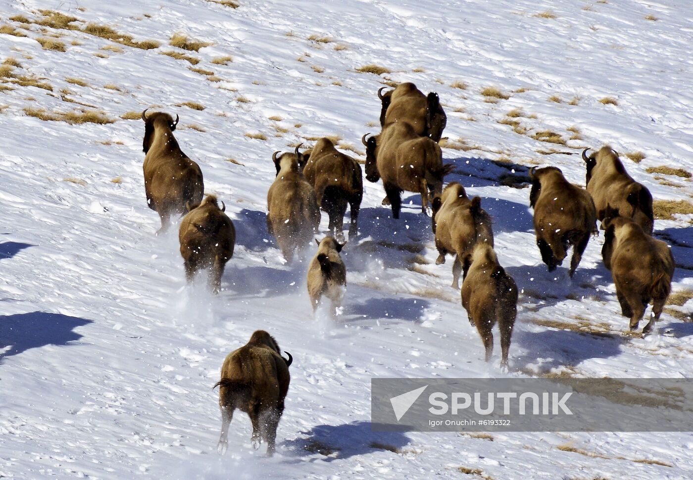 Russia Caucasus Reserve Bison