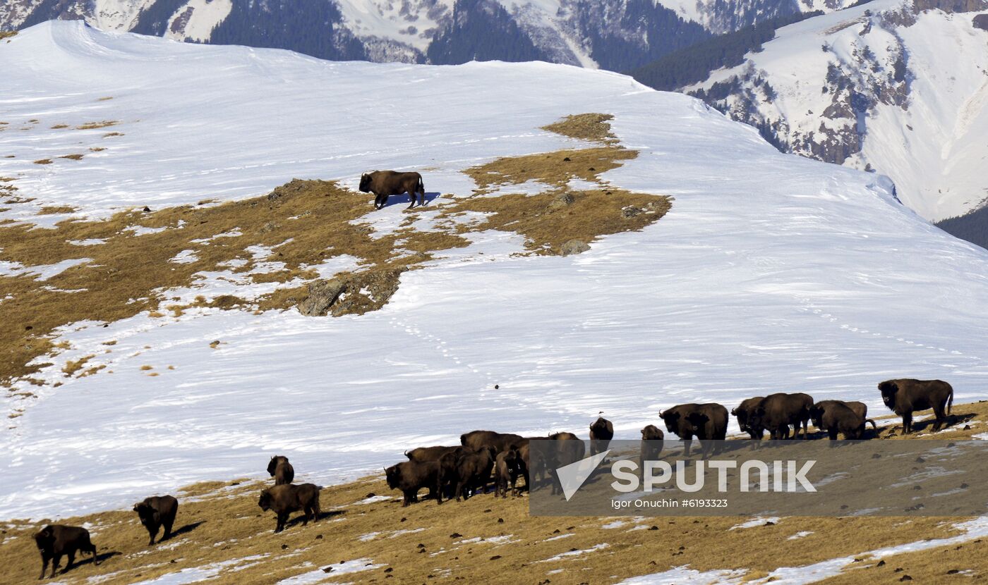 Russia Caucasus Reserve Bison