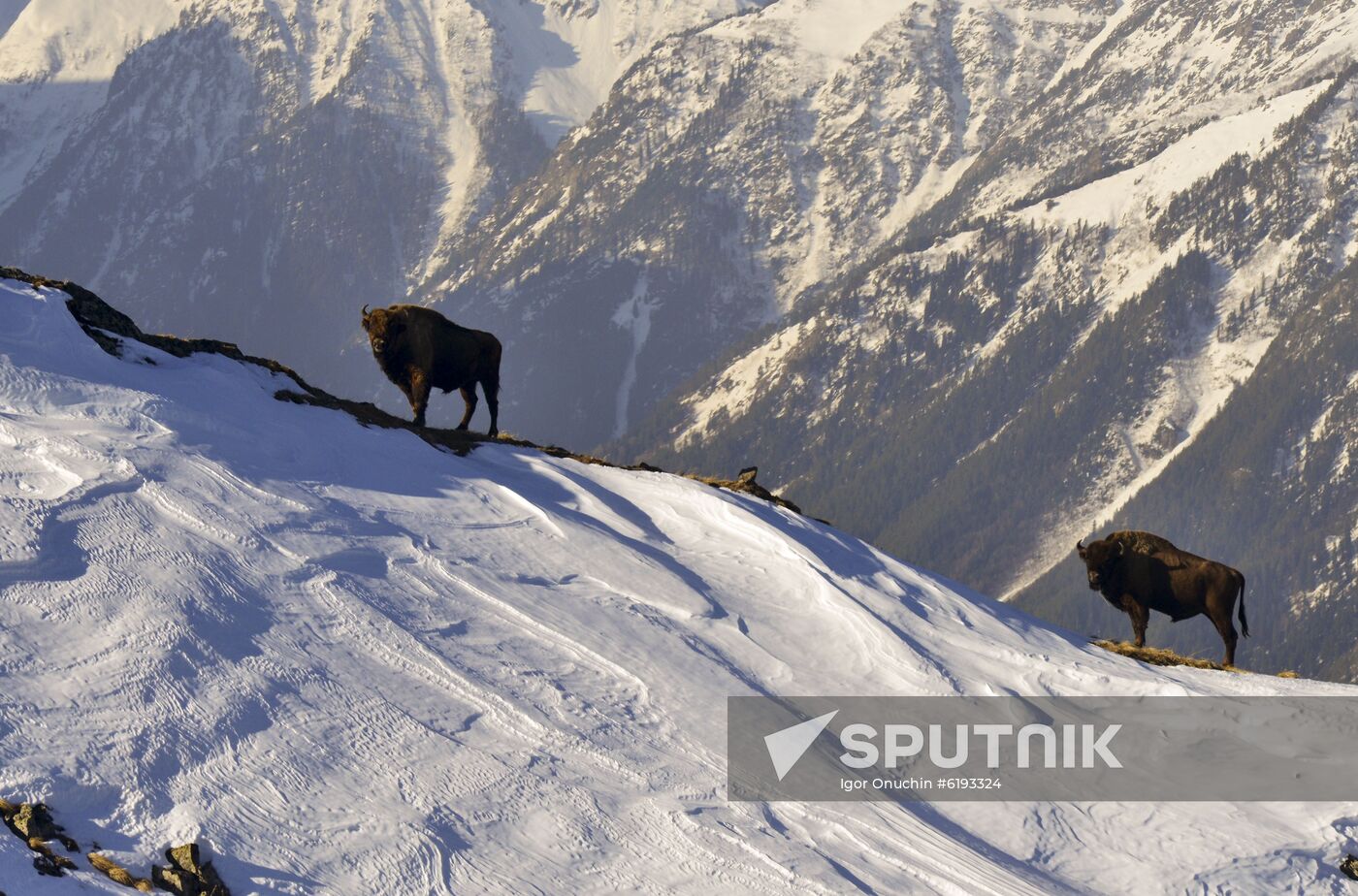 Russia Caucasus Reserve Bison