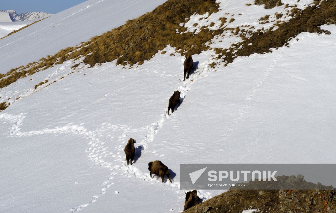 Russia Caucasus Reserve Bison