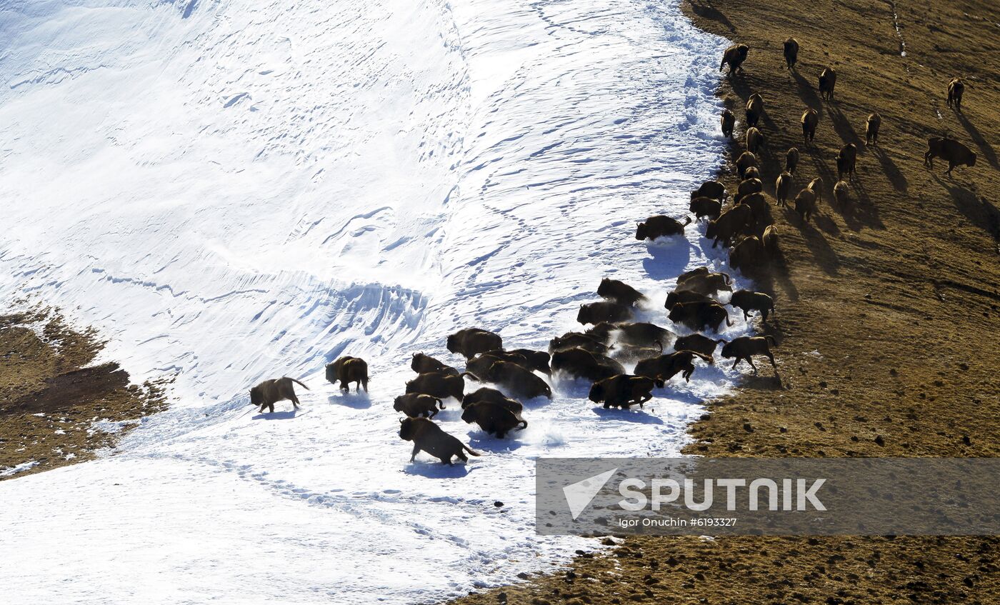 Russia Caucasus Reserve Bison