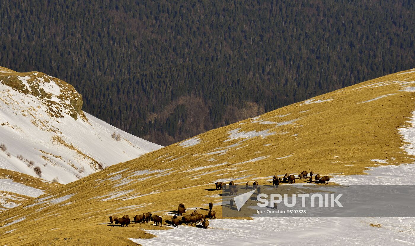 Russia Caucasus Reserve Bison