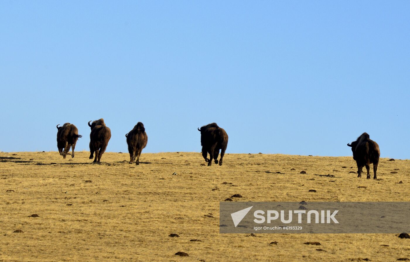 Russia Caucasus Reserve Bison