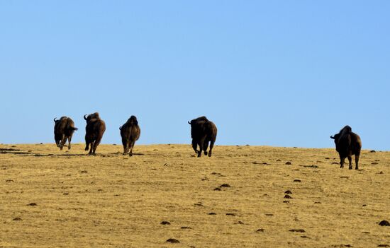 Russia Caucasus Reserve Bison