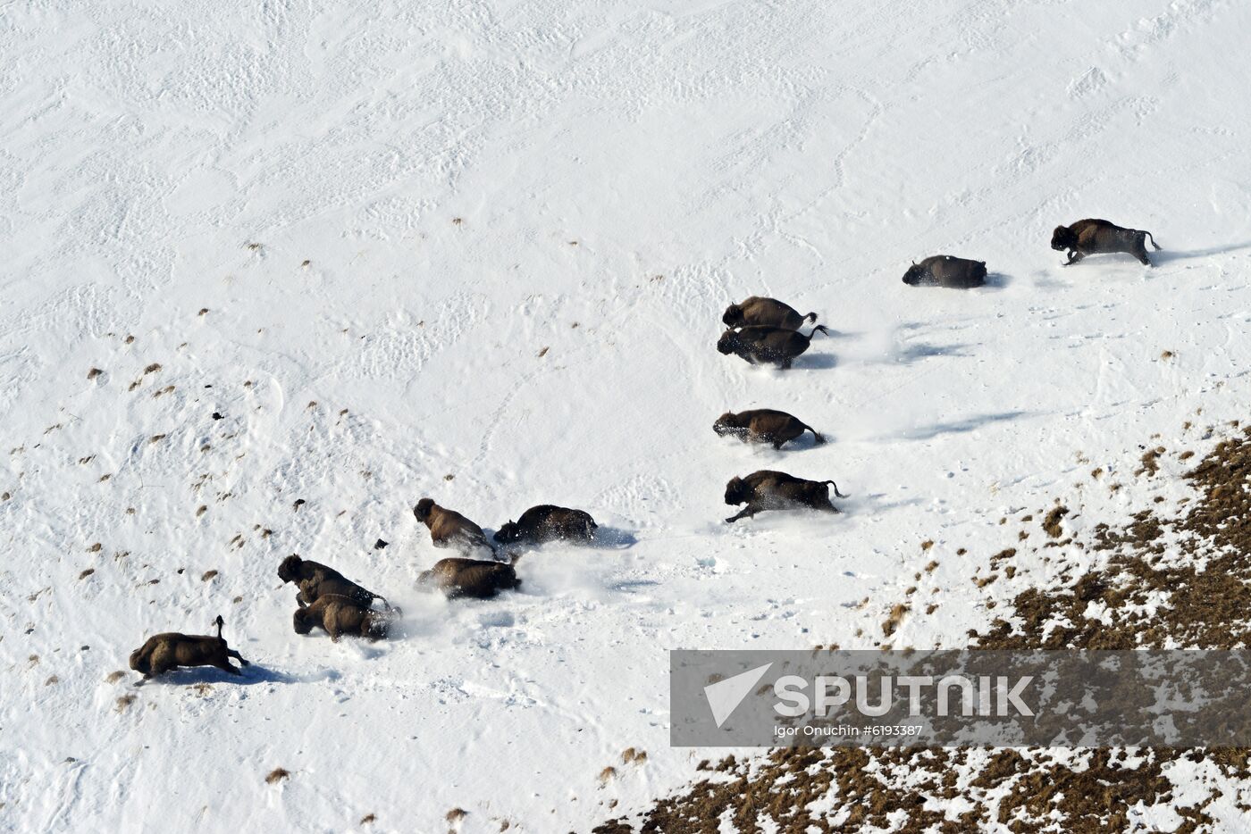 Russia Caucasus Reserve Bison