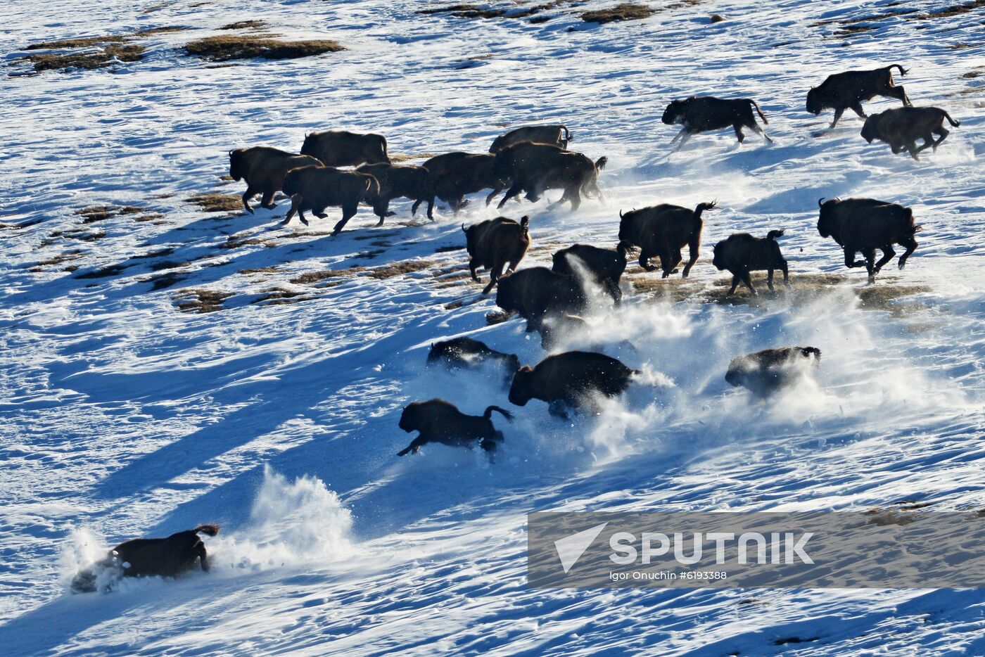 Russia Caucasus Reserve Bison