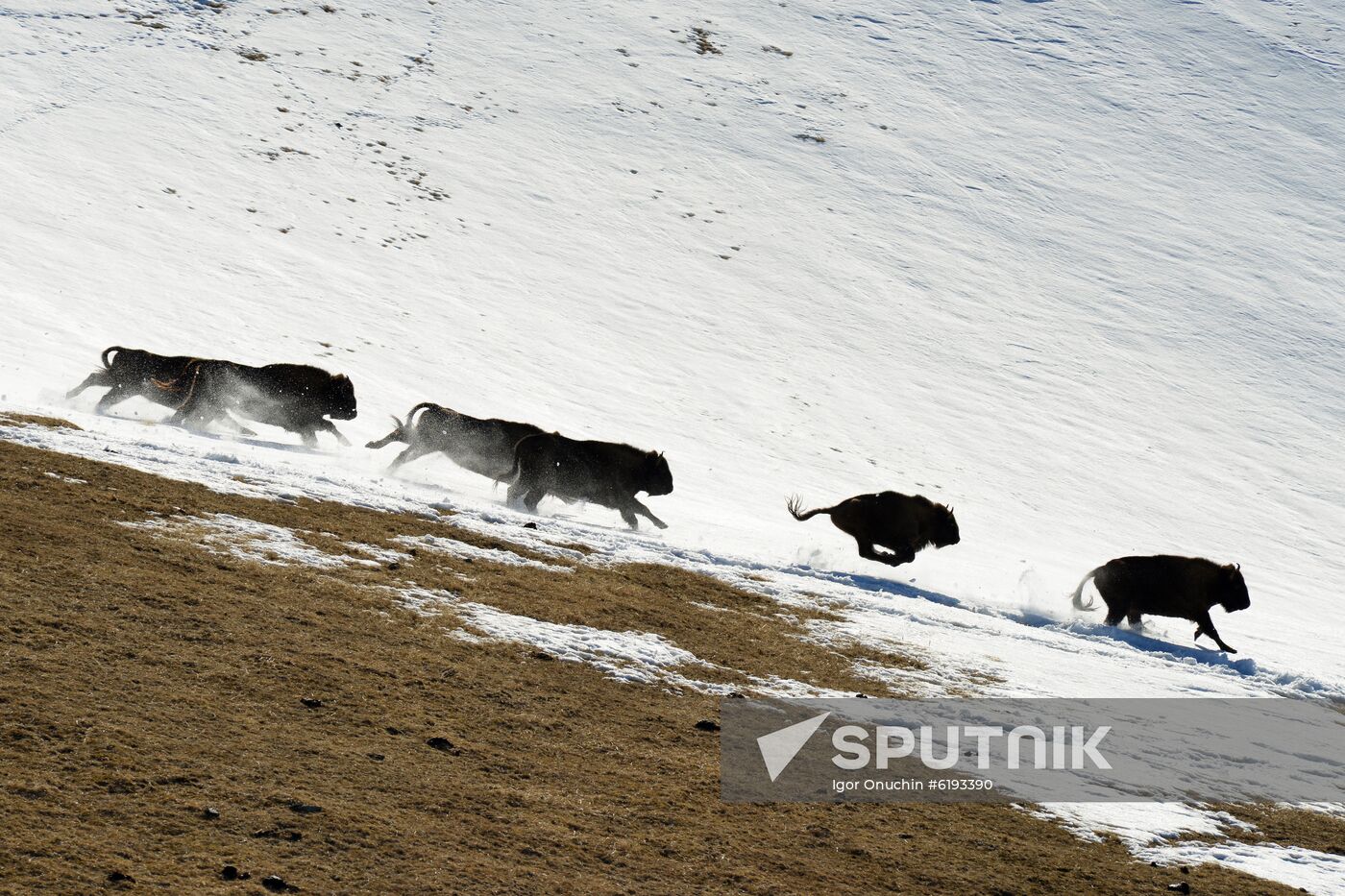 Russia Caucasus Reserve Bison