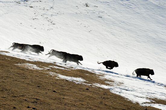 Russia Caucasus Reserve Bison