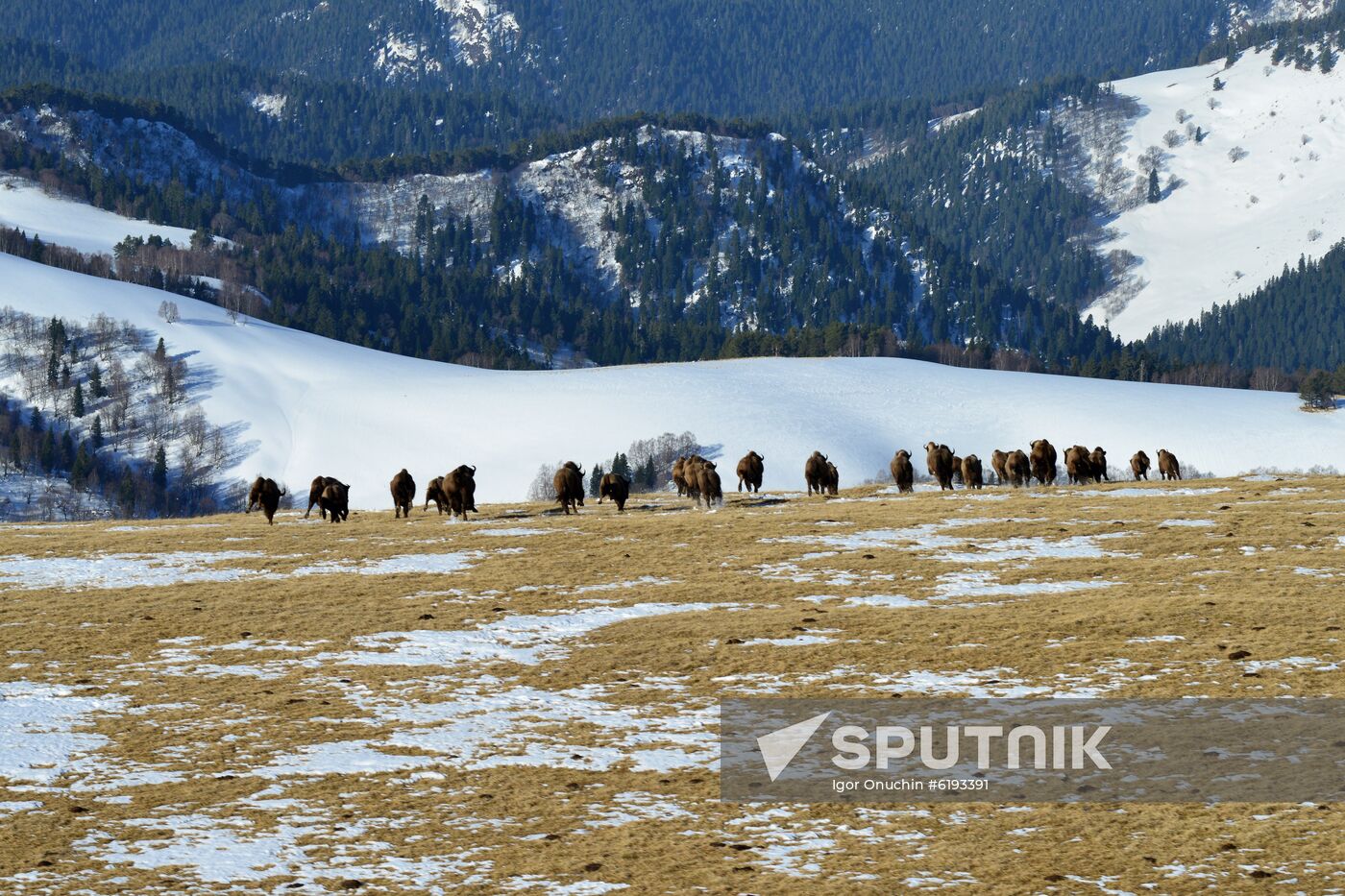 Russia Caucasus Reserve Bison