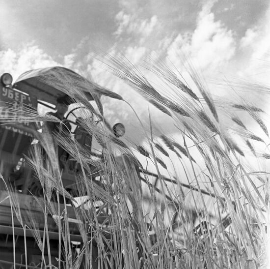 Grain harvest in Stavropol Region