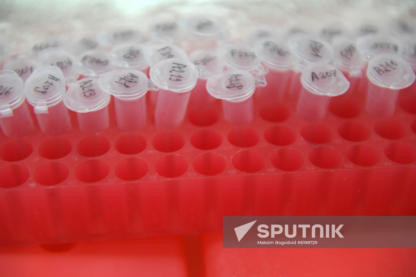Russia Coronavirus