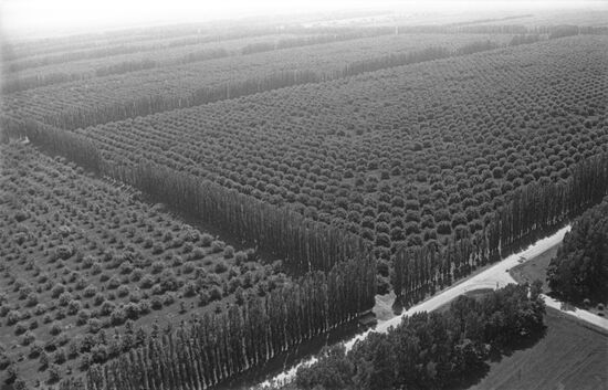 Agronom state farm in Krasnodar Territory