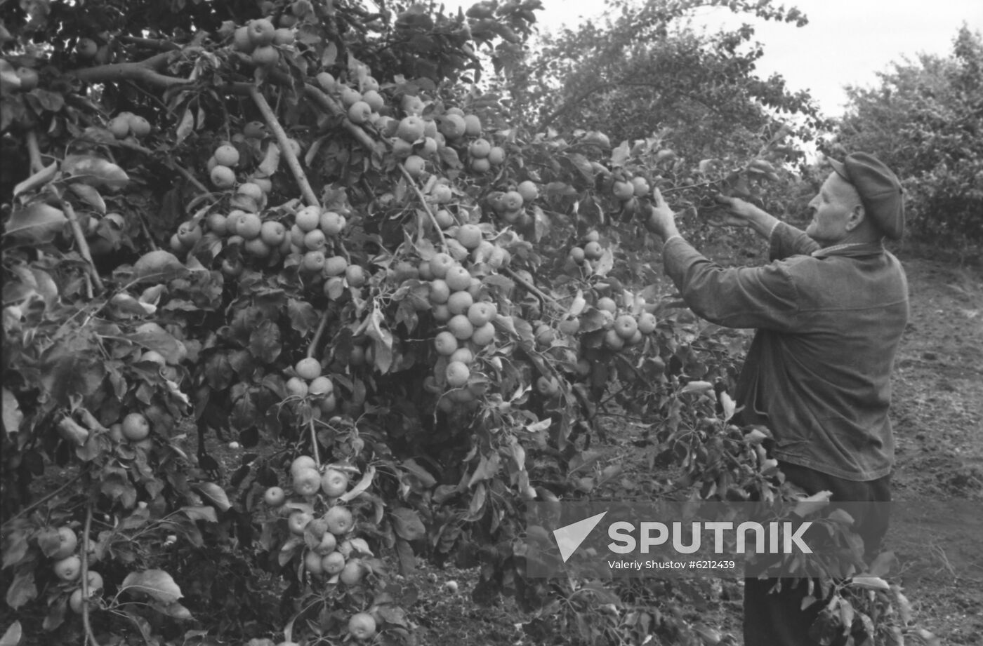 Sopka Geroyev collective farm in Krasnodar Territory