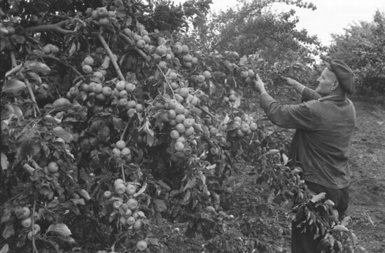 Sopka Geroyev collective farm in Krasnodar Territory