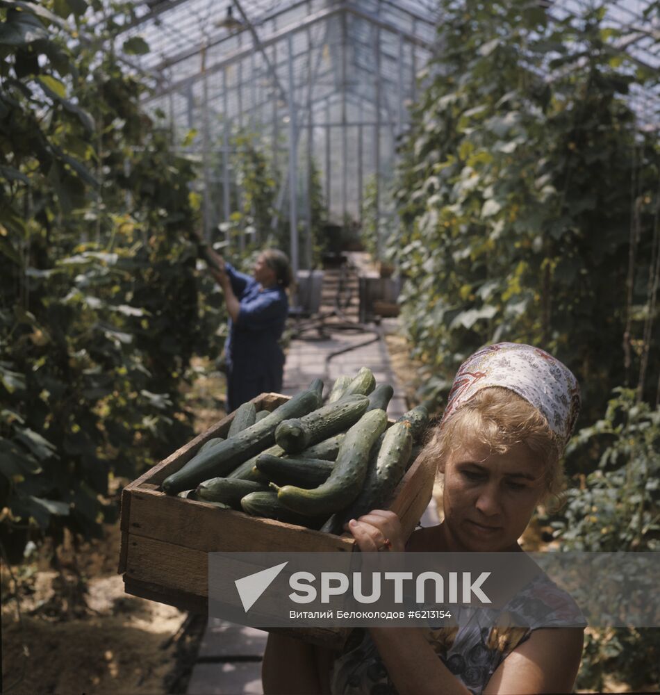 Greenhouse at industrial plant in Angarsk
