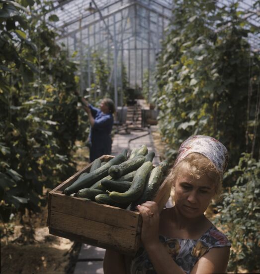 Greenhouse at industrial plant in Angarsk