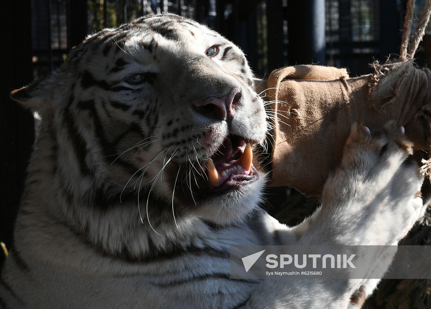 Russia Zoo
