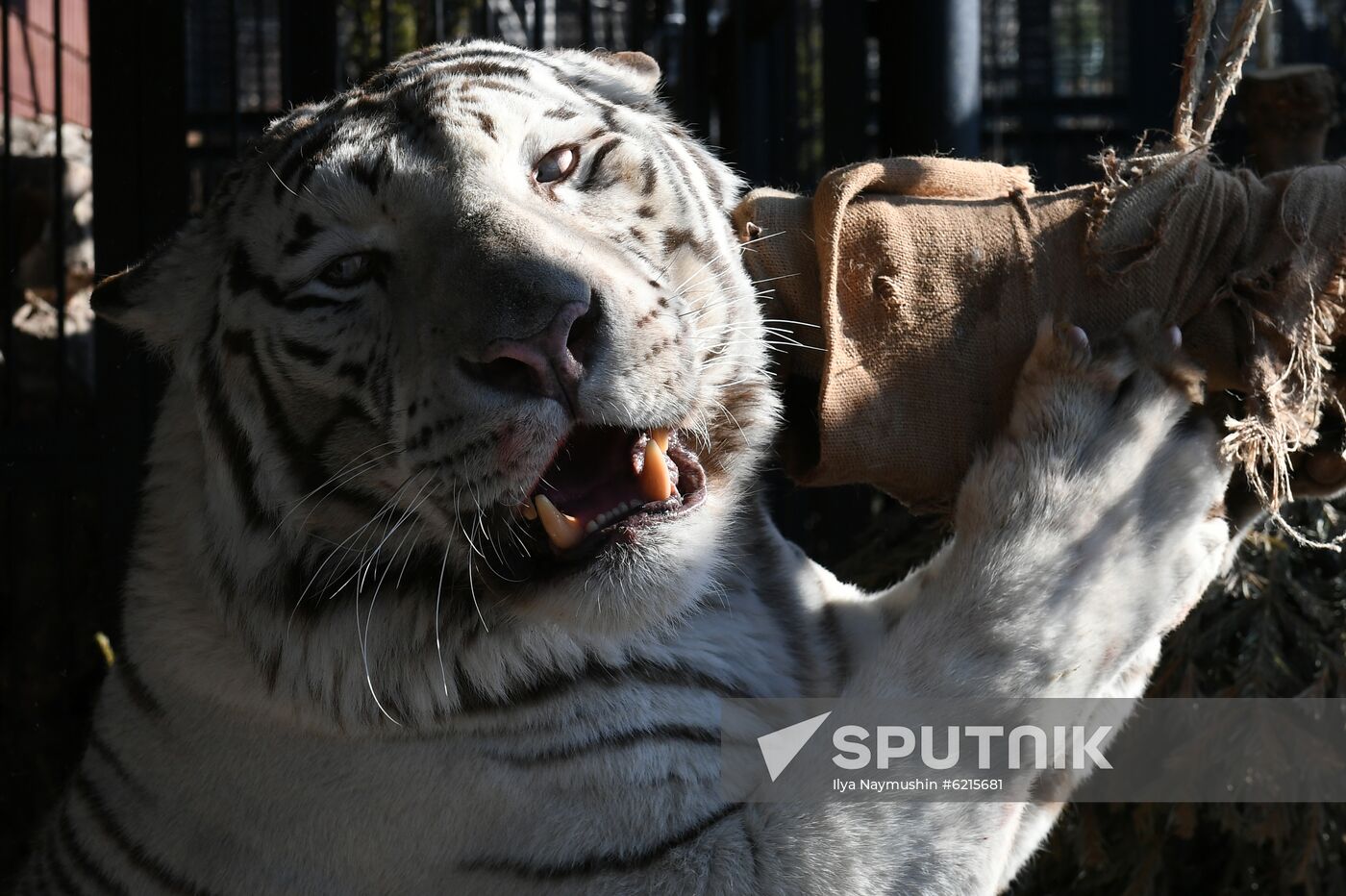 Russia Zoo